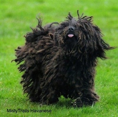 A corded Havanese is trotting through grass with its cords flying around from the movement looking up and to the left. Its tongue is sticking out a little.