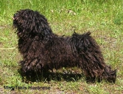 Left Profile - A corded Havanese is standing in grass.