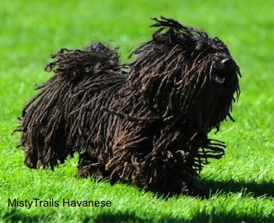 A corded Havanese is running across grass. Its mouth is open. 