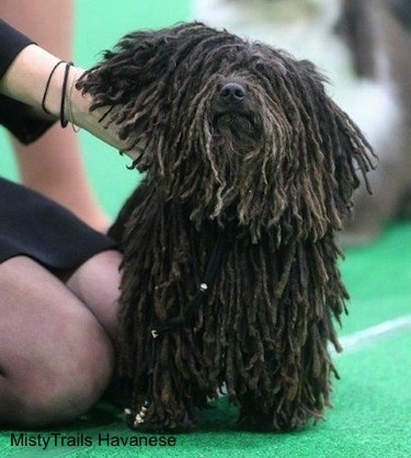A person in a dress is holding up the neck of a corded Havanese at a dog show.