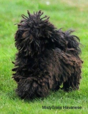 A corded Havanese is running across grass. Its hair is going up and down