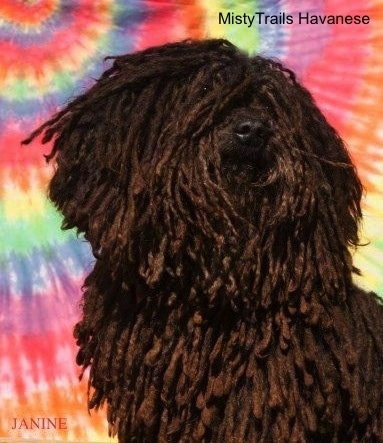 A corded Havanese is standing in front of a tye dye background. It is looking up and to the right