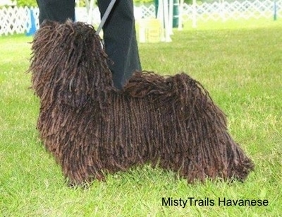 A corded Havanese is posed outside in grass at a dog show. There is a person behind them
