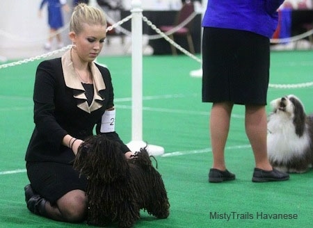A blonde haired lady is on her knees posing a Corded Havanese in front of her at a dog show with a second dog being shown behind her.