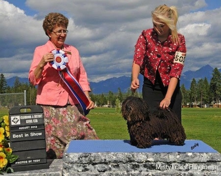 A Corded Havanese is posing on a rock by a lady in red. Next to them is a lady in pink holding a red, white and blue ribbon. They are outside with a grassy field behind them.