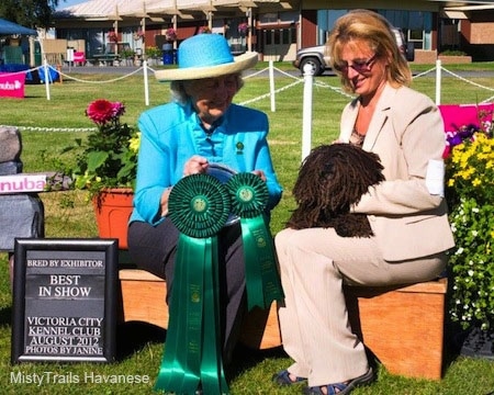 A Corded Havanese is sitting on the lap of a lady in a tan suit. There is another lady next to them in a teal-blue jacket and she is holding two green ribbons