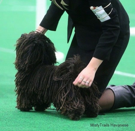 A Corded Havanese is being posed by a blonde haired lady behind it. 