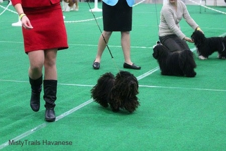 A Corded Havanese is being walked around by a lady in a red suit dress at a dog show