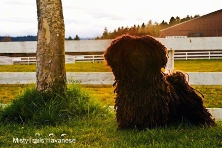 A Corded Havanese is standing in grass in front of a white wooden fence next to a small tree.