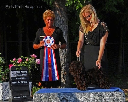 A Corded Havanese is being posed on a rock by a lady in a black dress. There is a lady next to them holding a red, white and blue ribbon