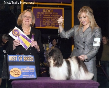 A white with black corded Havanese is being posed on a stand by a blonde haired lady at a dog show. Next to them is a Lady holding a purple and yellow ribbon