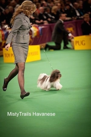 A lady in a grey dress suit is running around an area with the white and black Havanese she is showing