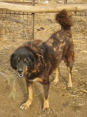 A brown and tan Himalayan Chamba Gaddi Dog is standing inside of a pen on dirt and brush