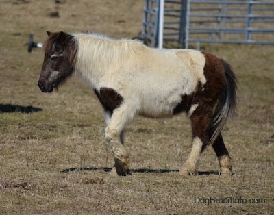 Side view - A white and brown pony is walking across a field looking to the left.