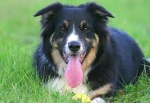 View from the front - A medium-haired, tricolor, black with tan and white New Zealand Huntaway dog is laying in grass. Its mouth is open and its tongue is out.