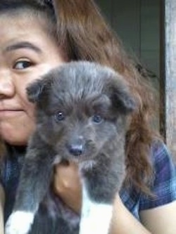 A grey with white Imo-Inu puppy is in being held in the air by a person that is standing behind it.