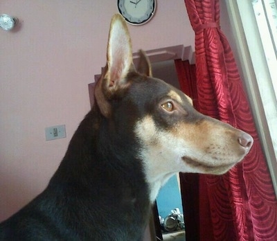 Close up side view head shot - A perk-eared, short-haired, black with tan and white Pariah dog is sitting in front of a window looking out.