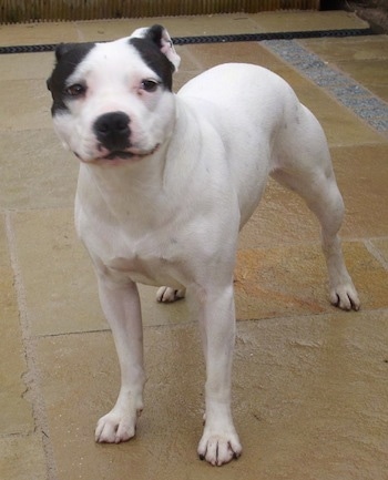 http://www.dogbreedinfo.com/images25/IrishStaffordshireBullTerrier2YearsDolly2.jpg