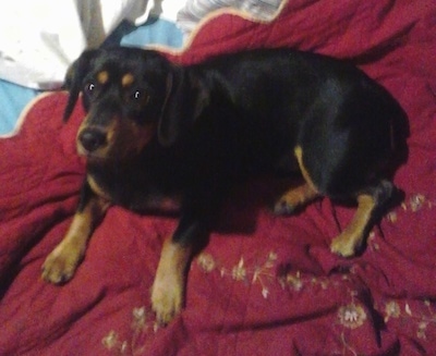 A black with brown Jack Russell Terrier is laying on a maroon blanket on top of a human's bed