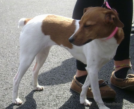 How big do Jack Russell terriers get?