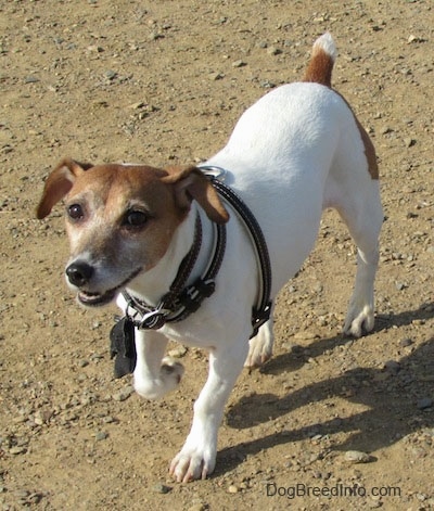 A white with tan Jack Russell Terrier is standing in dirt, its front right paw is up.