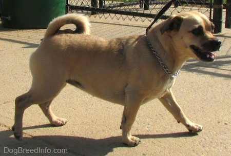 A tan Jug is walking over a concrete surface. There is a chain link fence and a green trash can behind it