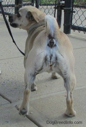 The back side of a Jug that is standing on concrete in front of a chain link fence. Its tail is curled over its back and it is looking to the left.