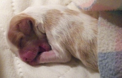 Close Up - Pumpkin the newborn Cavalier King Charles Spaniel is sleeping on a cushion