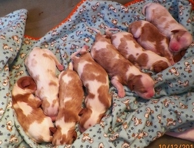 A Litter of Cavalier King Charles Spaniel puppies laying on a duck blanket