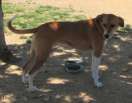 A tan with white Labbe is standing under the shade of a tree looking back. There is a ring dog toy under it.