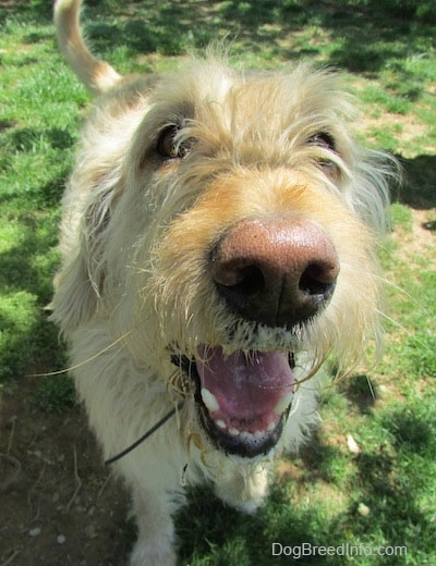 Close Up view from the top looking down with the focal point on the nose - The face of a white and tan Labradoodle sitting in grass. It looks like it is smiling.