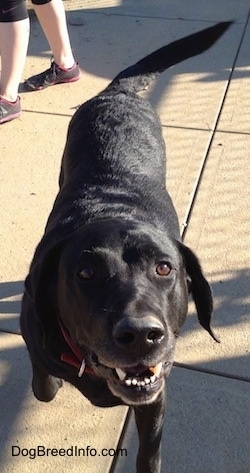 A black Labrador Retriever is walking down concrete and looking up. There is a person standing behind it.