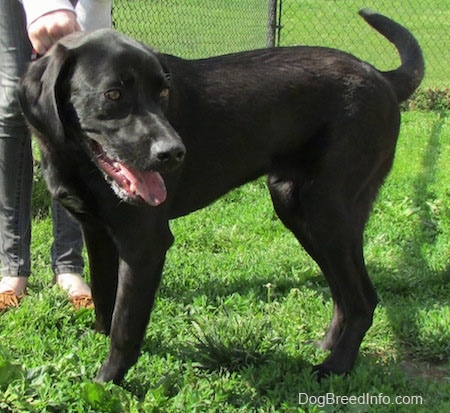 A black Labrador Retriever is standing in grass, a person behind it is holding on to its leash and it is looking to the right.