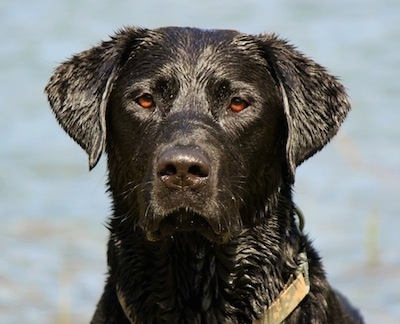 Dozer the Labrador Retriever at 3 years old. 