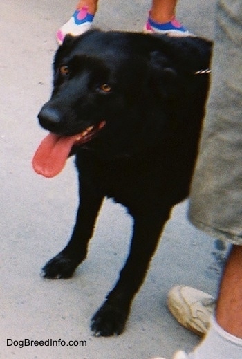 A black Labrador Retriever is standing on a cement walkway with its tongue hanging out.