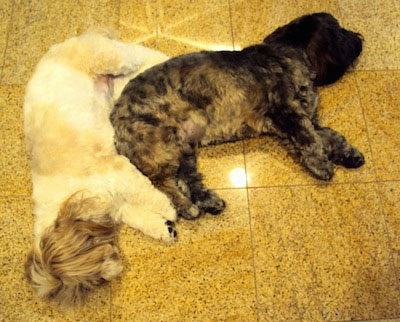 A tan and white Lha-Cocker dog and a black with tan and gray Lha-Cocker are sleeping together like a puzzle piece on a yellow tiled floor. There hair is covering their eyes.