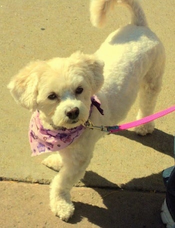 View from the top looking down - A white Lhasa-Poo dog is standing on a sidewalk and looking up. It is wearing a purple bandana and a hot pink leash.