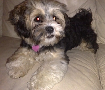 A black with tan and white Lhatese dog is laying on a tan, leather couch and looking to the right.