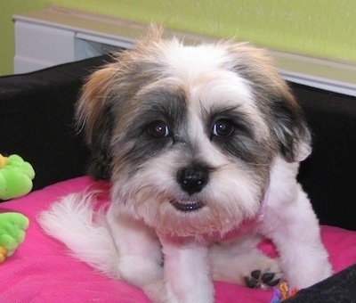 A white with black and tan Lhatese is sitting on a hot pink pillow. It is holding its head low and it looks like it is smiling.