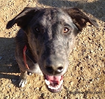 Close up head shot view from the top looking down at the dog - A merle Louisiana Catahoula Leopard Dog/Blue Heeler is sitting in dirt and it is looking up. Its mouth is open and it looks like it is smiling.