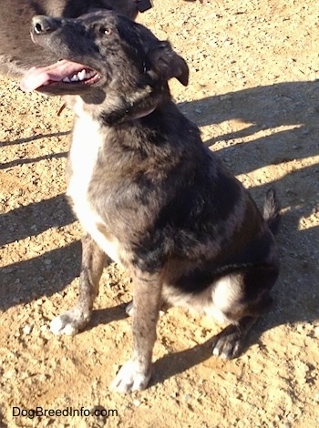 Left Profile - A merle Louisiana Catahoula Leopard Dog/Blue Heeler is sitting in dirt looking up. Its mouth is open and its tongue is out. It has a white chest and has white on the tips of its paws.