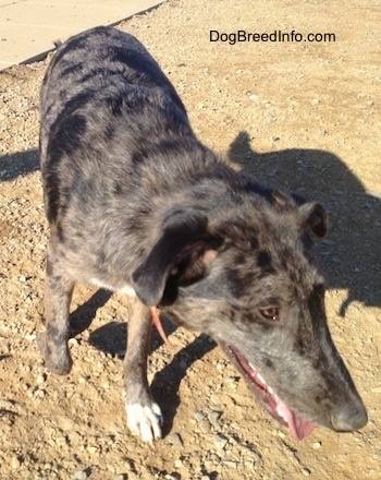 Close up view from the top looking down at the dog - A merle Louisiana Catahoula Leopard Dog/Blue Heeler is walking down in dirt. Its mouth is open and its tongue is out.