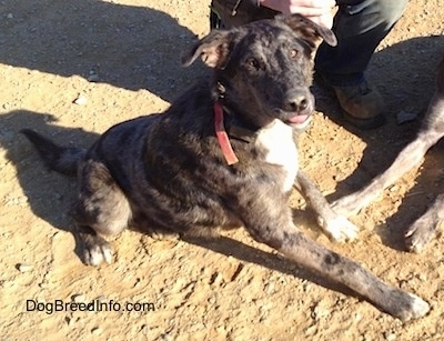 View from the top side looking down at the dog - A merle Louisiana Catahoula Leopard Dog/Blue Heeler is sitting in dirt. In front of it is another dog and behind it is a person kneeling.