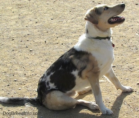 Buster the Louisiana Catahoula Leopard Dog is sitting in dirt and looking to the left with its mouth open