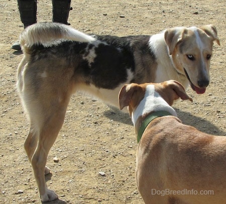 Buster the Louisiana Catahoula Leopard Dog is standing in dirt in front of another dog and they are looking at each other