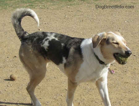 Buster the Louisiana Catahoula Leopard Dog is walking around with a tennis ball in its mouth