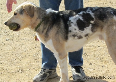 Buster the Louisiana Catahoula Leopard Dog is standing in dirt with a person behind it and there is a tennis ball in its mouth