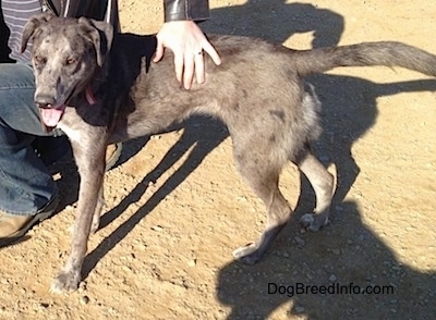 Dixie the Catahoula Leopard Dog is standing next to a person who has a hand on her back and her mouth is open and tongue is out