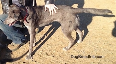 Dixie the Catahoula Leopard Dog is standing next to a person petting it and looking towards the left