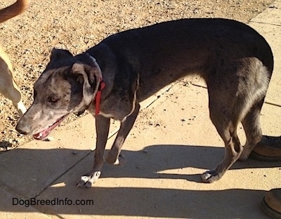 Dixie the Catahoula Leopard Dog is walking down a concrete path next to another dog and there is a person behind it